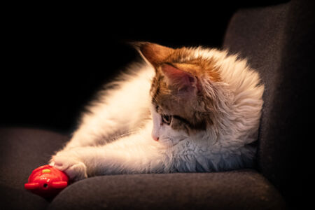 Mr. Kitty Meow-Meow.