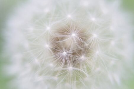 Close-up of a dandelion