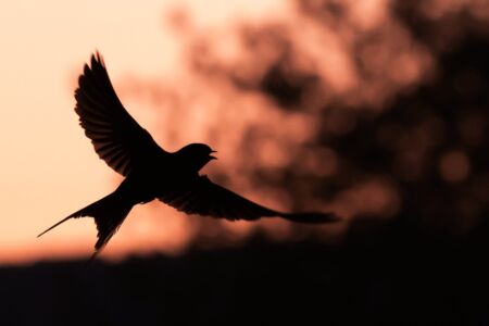 A well contrasted silhouette of a bird at sunset, but is it low key? Some would argue that the sky is too bright. It could go either way.